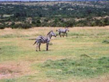 Kenya-Mount Kenya-Olea Africana Safari